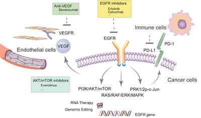 Novel considerations on EGFR-based therapy as a contributor to cancer cell death in NSCLC